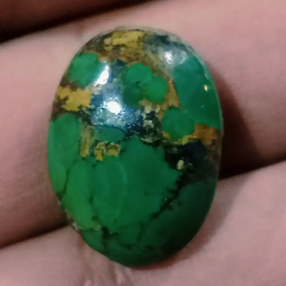 Pirus Persia ( Turquoise )