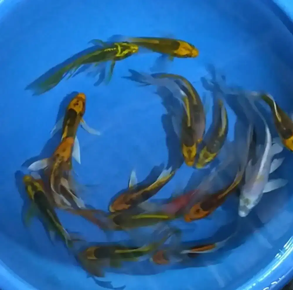 Ikan koi size cm