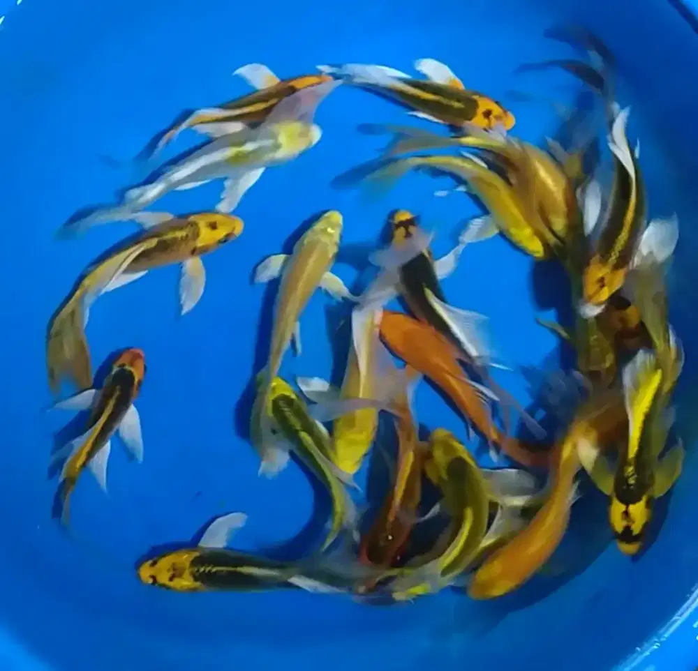 Ikan koi size 15-17cm