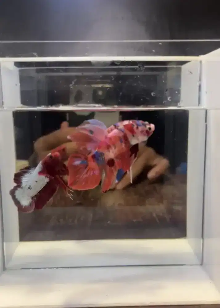 Giant multycolor ukuran jumbo