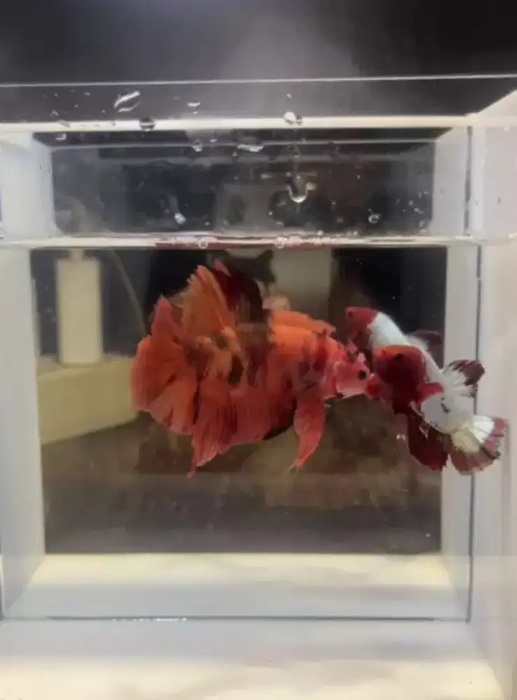 Giant hmpk multycolor