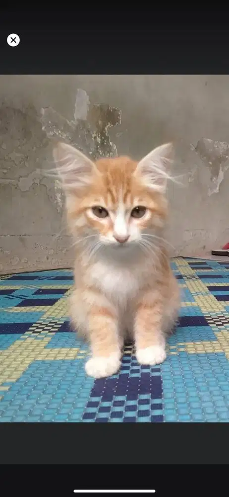 Kitten mixdome jantan