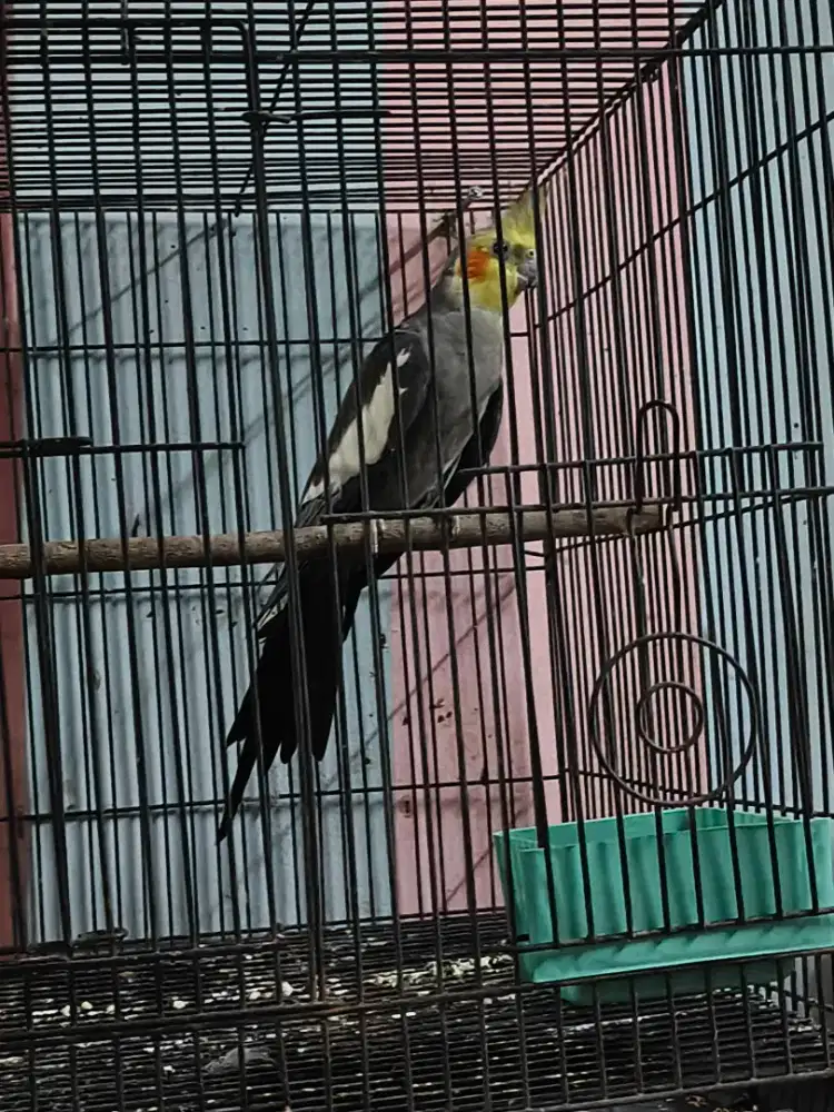 Burung Falk Australia Jantan Dewasa Parkit