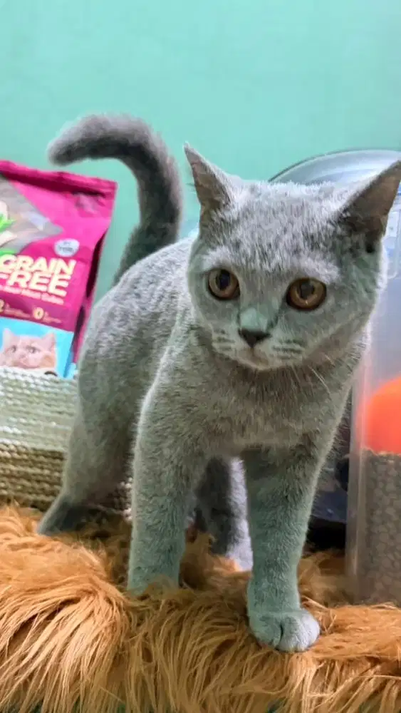 Bsh lilac betina