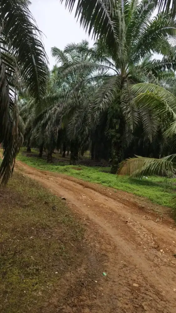 Kebun sawit luas 8 hektar panen 10 ton per 2 Minggu dijambi
