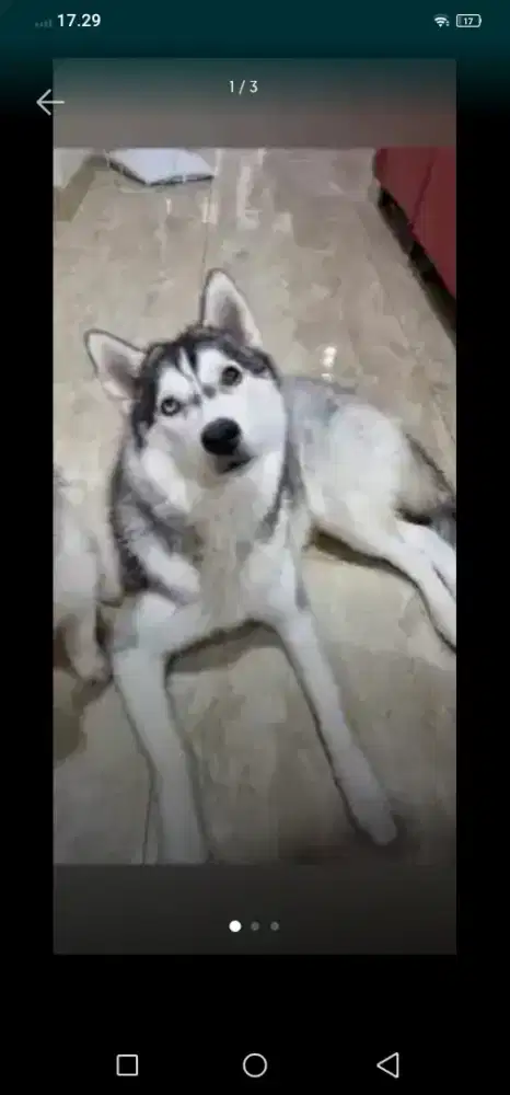 Open adopsi anjing Husky 8 bulan