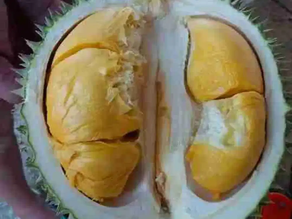 DIJUAL Kebun Durian & Kelengkeng di Sukabumi, Jawa Barat