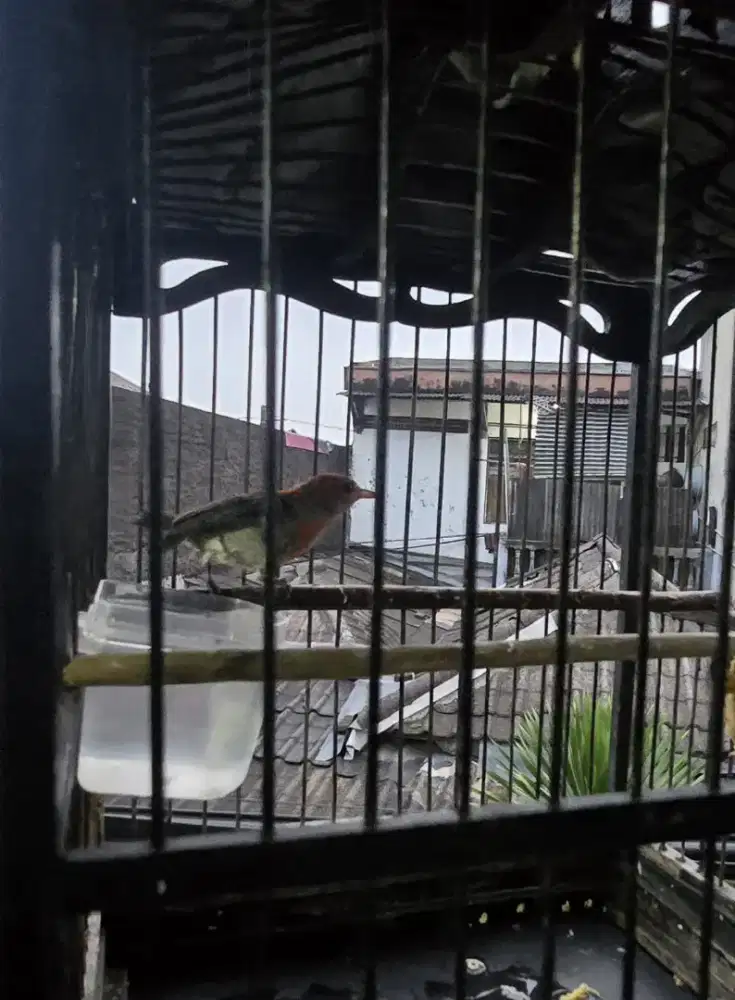 burung kemade cabai jawa