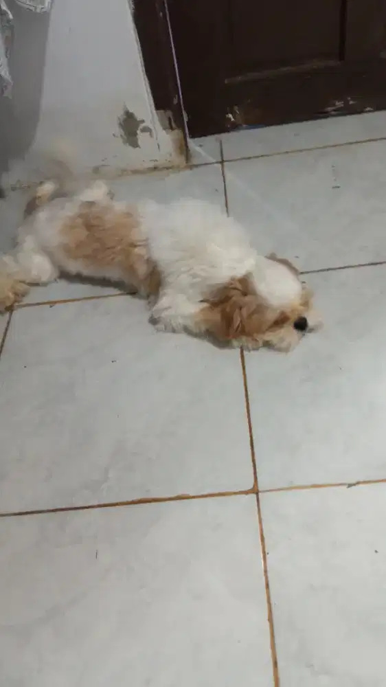 Anjing Shihtzu. Shih tzu. Shitzu. Betina