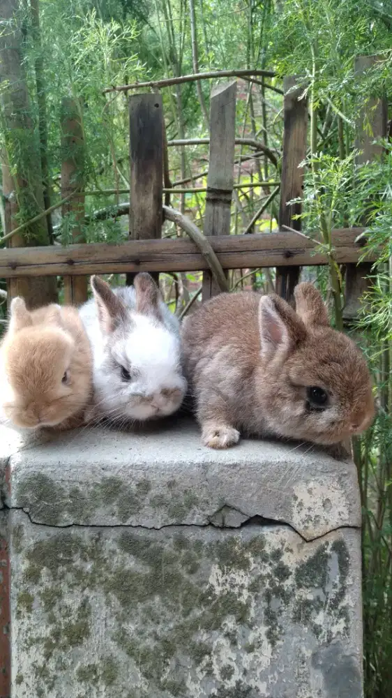 Kelinci Anakan ND Usia 2 bulan