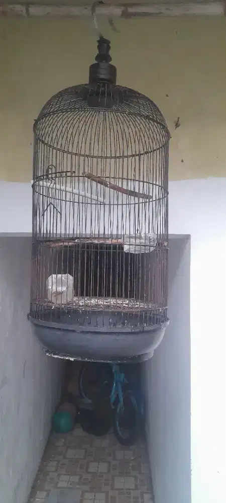 60k Kandang lovebird layak pakai