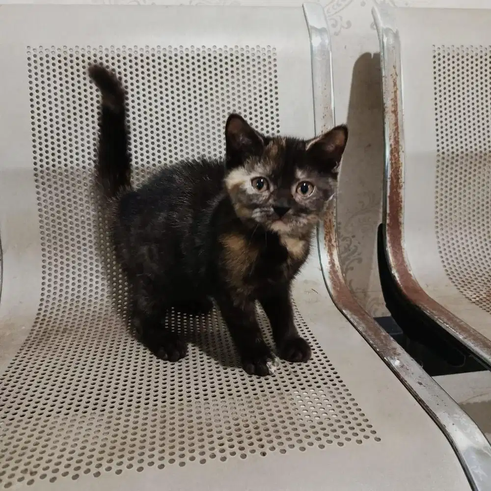 Bsh black tortie betina 3 bulan, ada 2 ekor