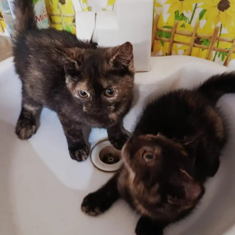 Bsh black tortie betina 4 bulan kurang, ada 2 ekorLine import