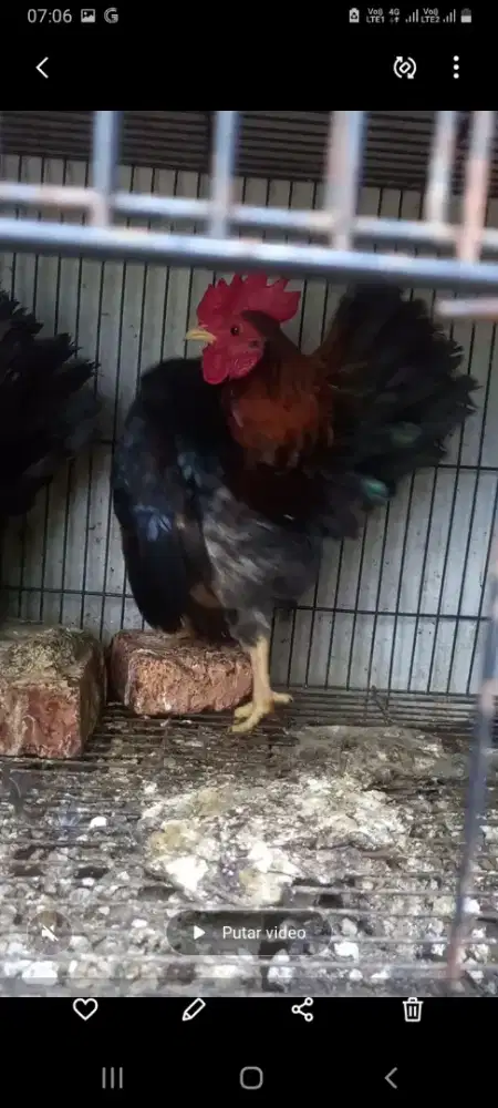 Ayam serama jantan remaja