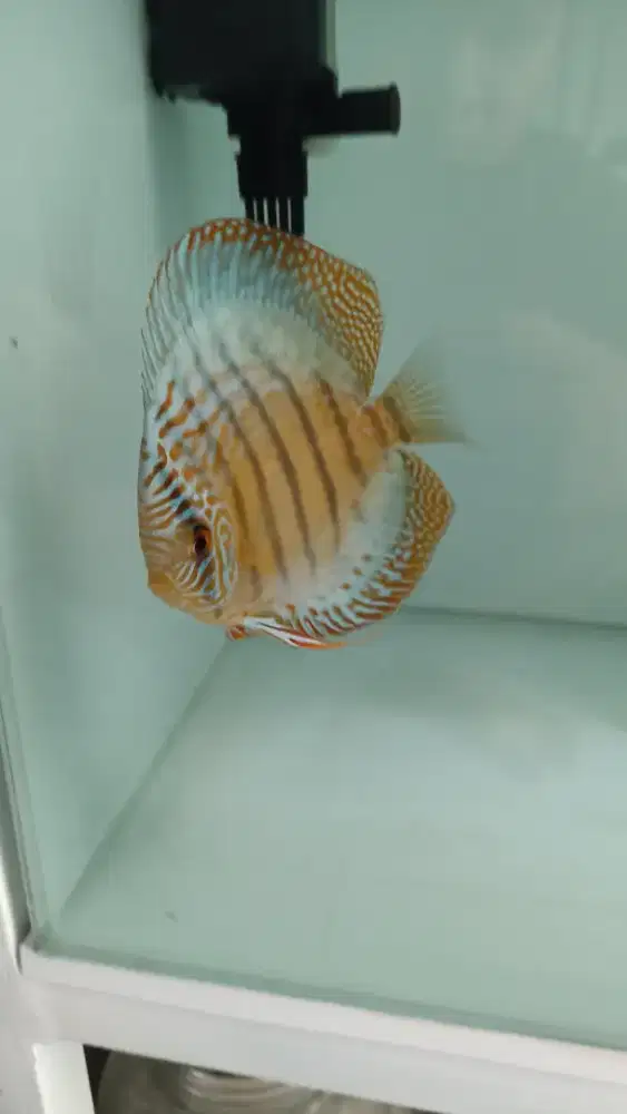 Ikan hias aquarium akuarium aquascape discus blue cobalt 4 inch up