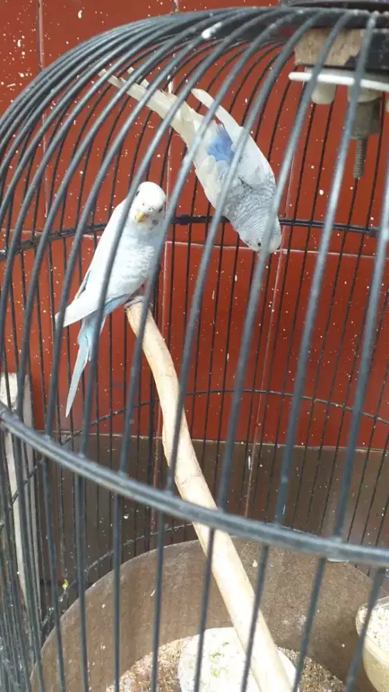 sepasang parkit betina cetecetan