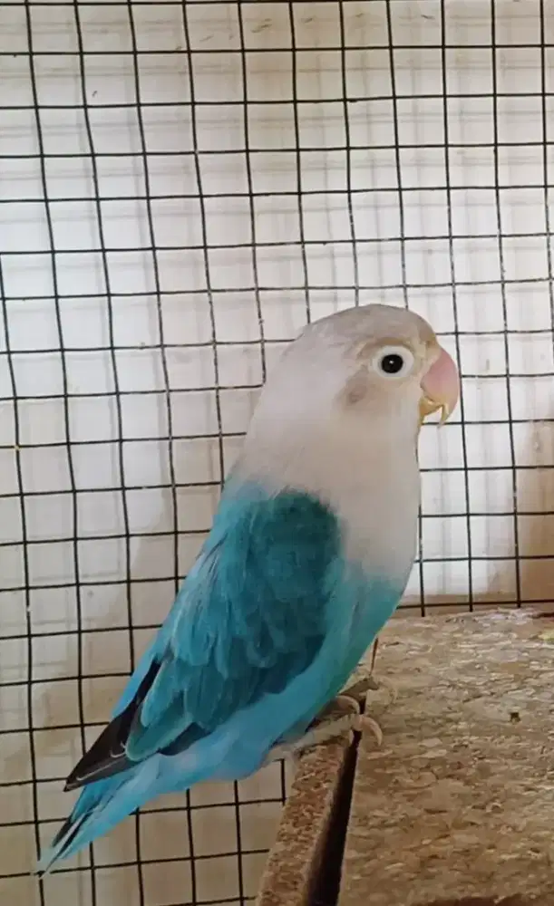 LOVEBIRD BIOLA BLUE (B)