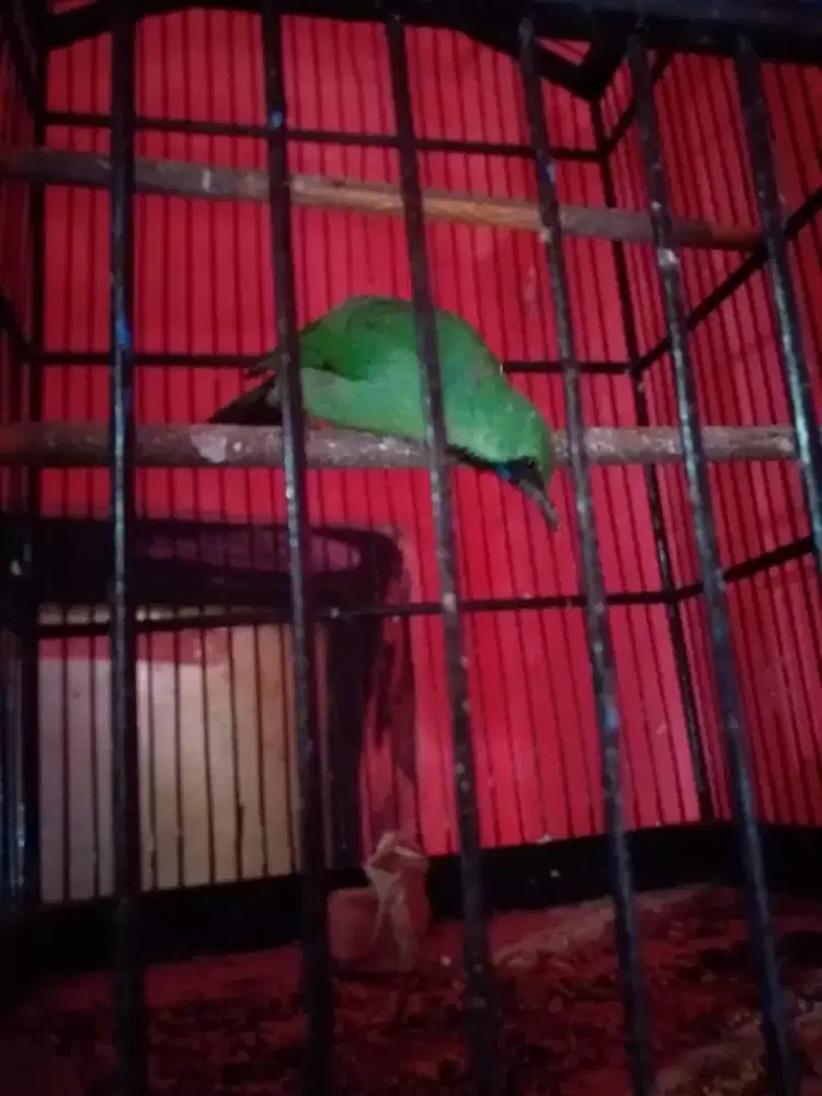 IJM mini mulus rawatan