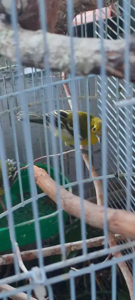 Cipow muda sepasang, ud buka paruh