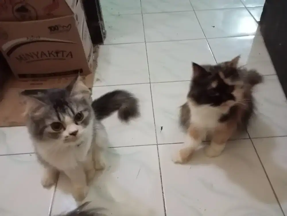 2 Ekor Kucing Persia (Jantan dan Betina)