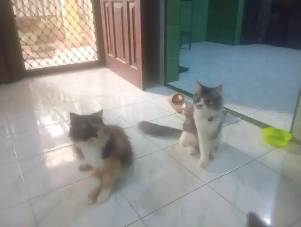 2 Ekor Kucing Persia (Jantan dan Betina)