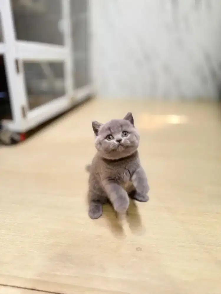 Kucing British shorthair