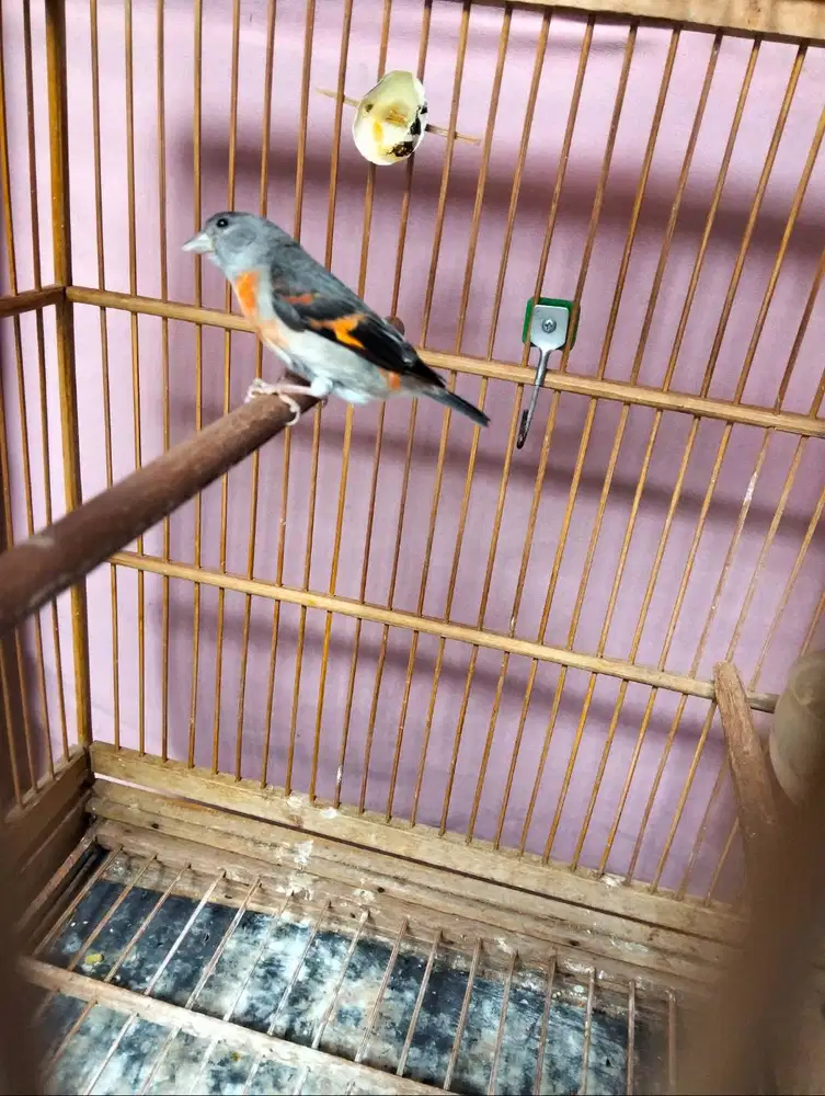 Burung siskin betina jebolan