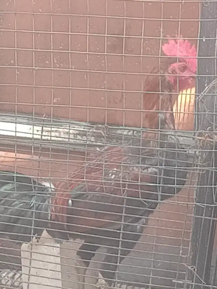 Ayam kampung sepasang