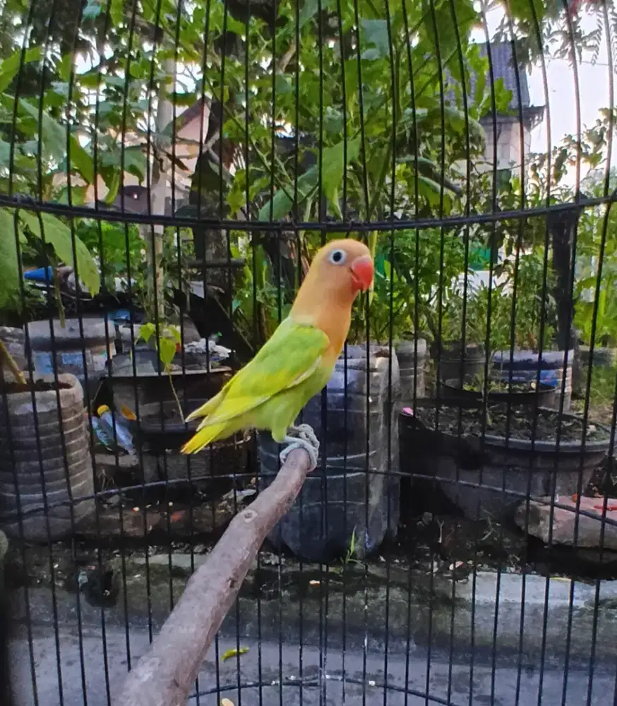 Biola aqua pied blue1 posibel split ino MM