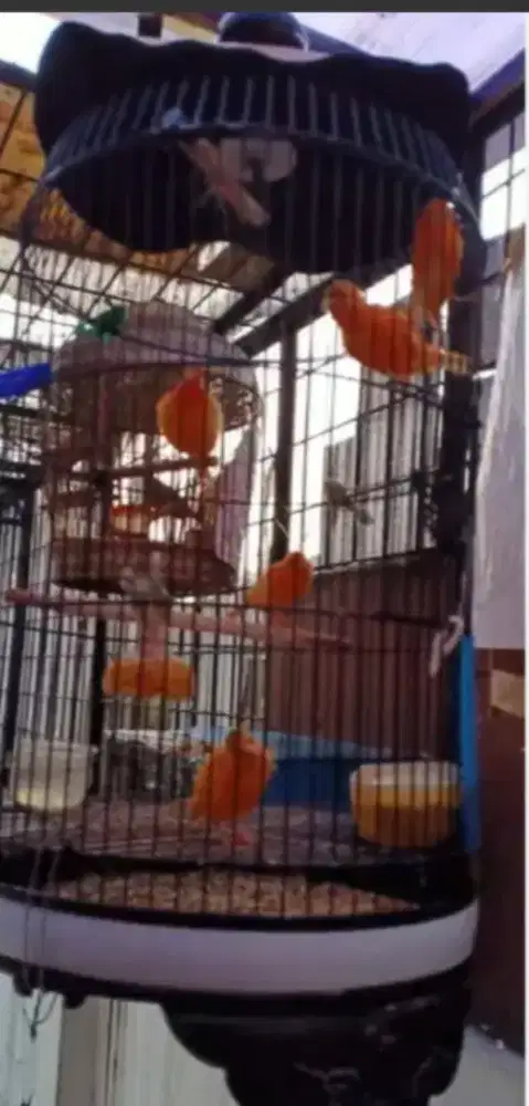 Kenari Merlok paud usia 1-2 bulanan