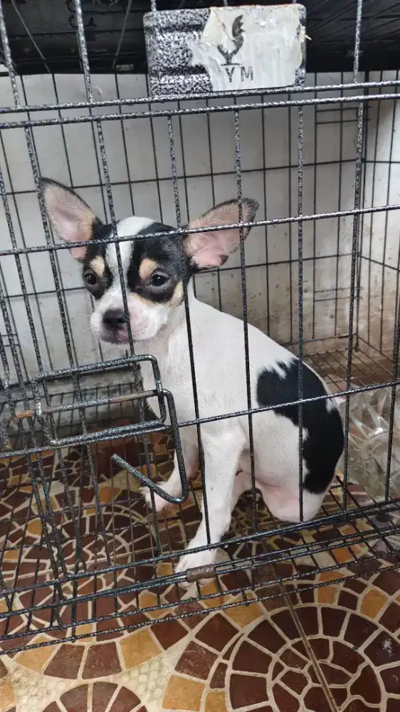 Chihuahua jantan kosongan