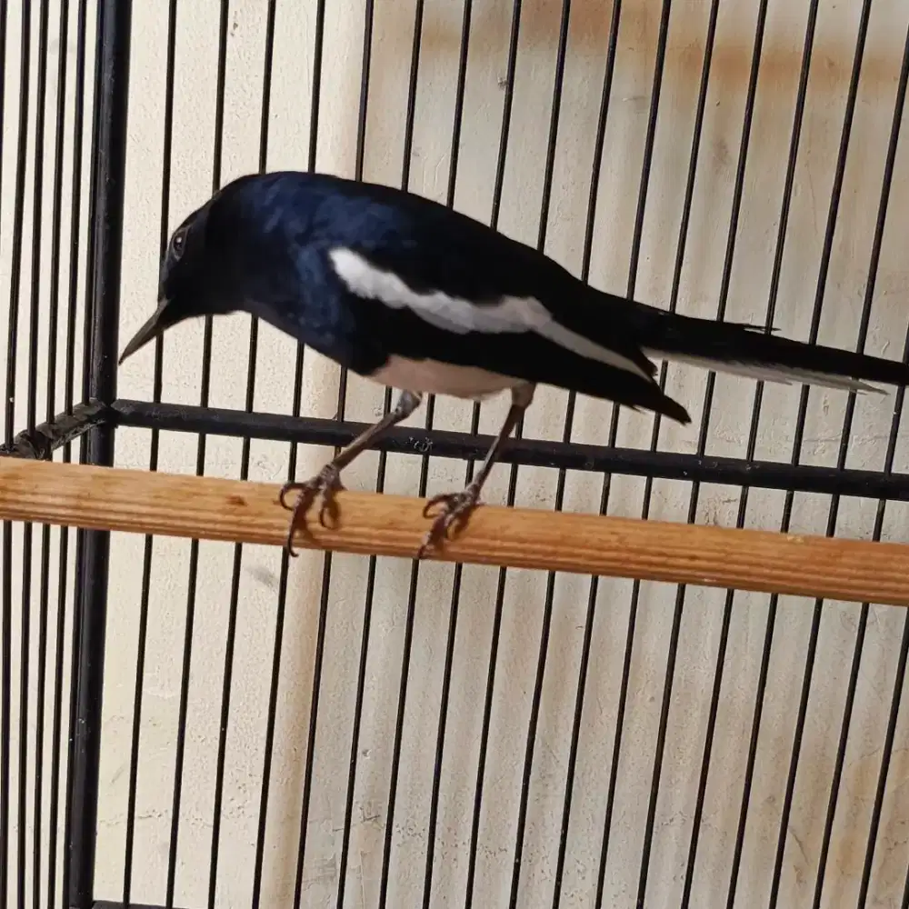 kacer muda cetrekan jinak