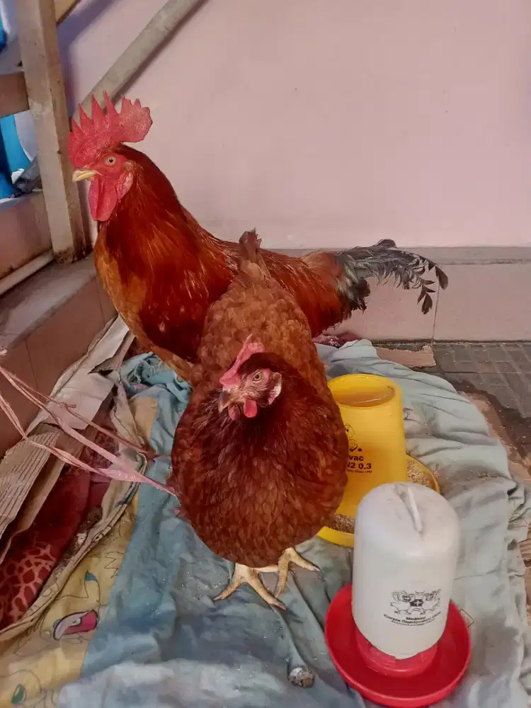 Jual Ayam impor amerika