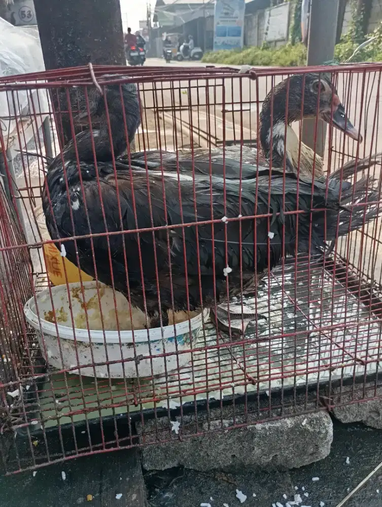 Entog muda usia 4 bulanan berat 1 kilo lebih