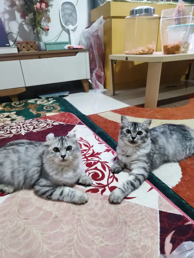 Kucing American Curl