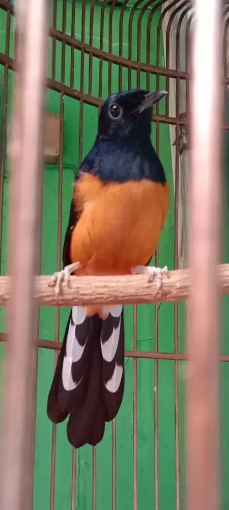 Murai balak 6 kondisi dokor brung mewah tinggal lnjutin aja