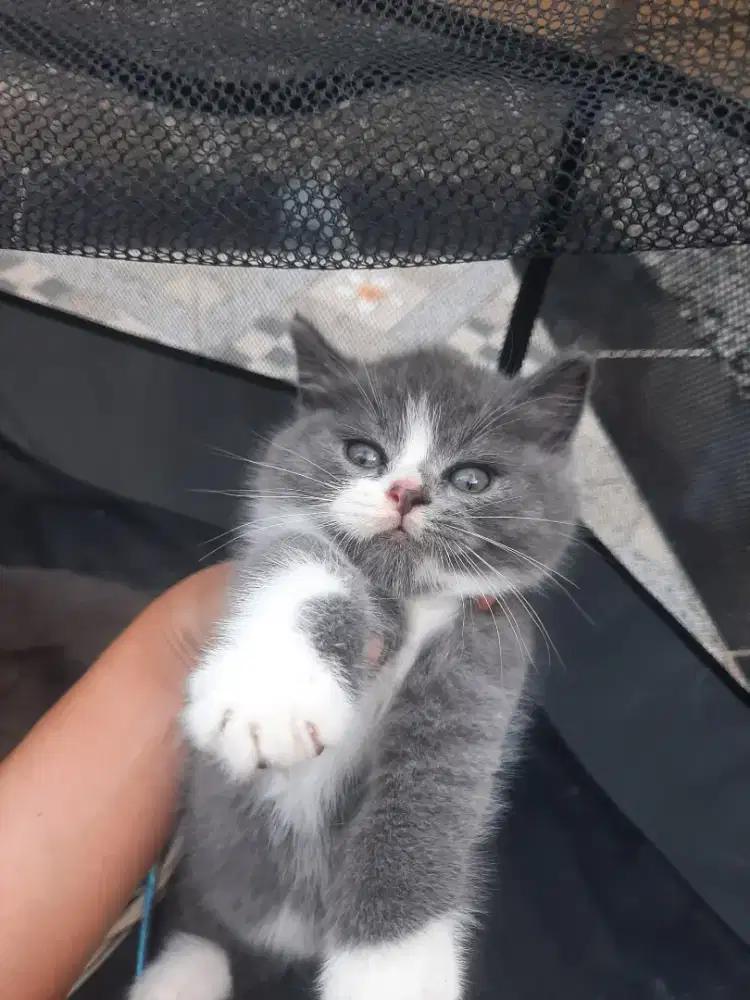 Kucing BSH British Short Hair