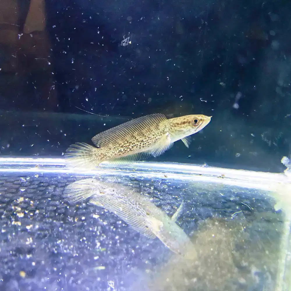 Channa Stewarti Semi High Fin