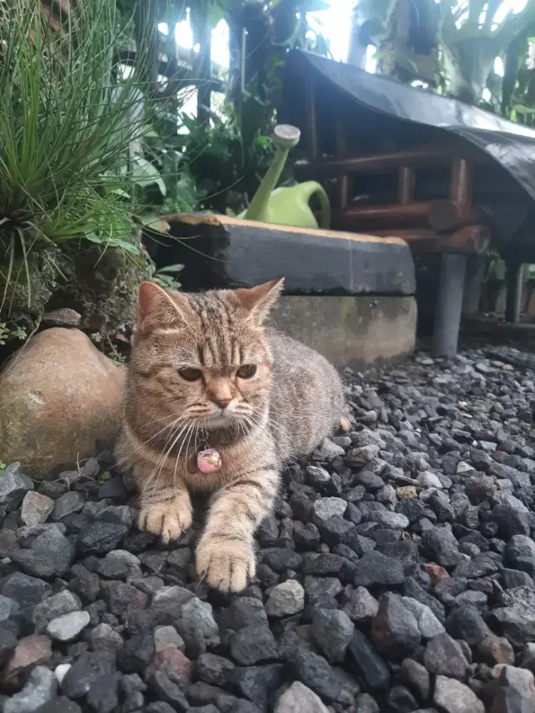 Kucing BSH British Short Hair