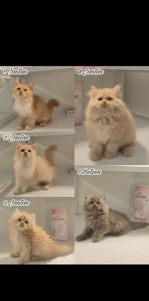 kucing kitten anakan anggora persia ragdoll himalaya mainecoon