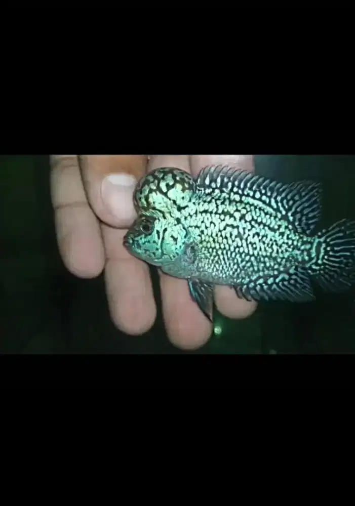 Louhan kamfa boomhead