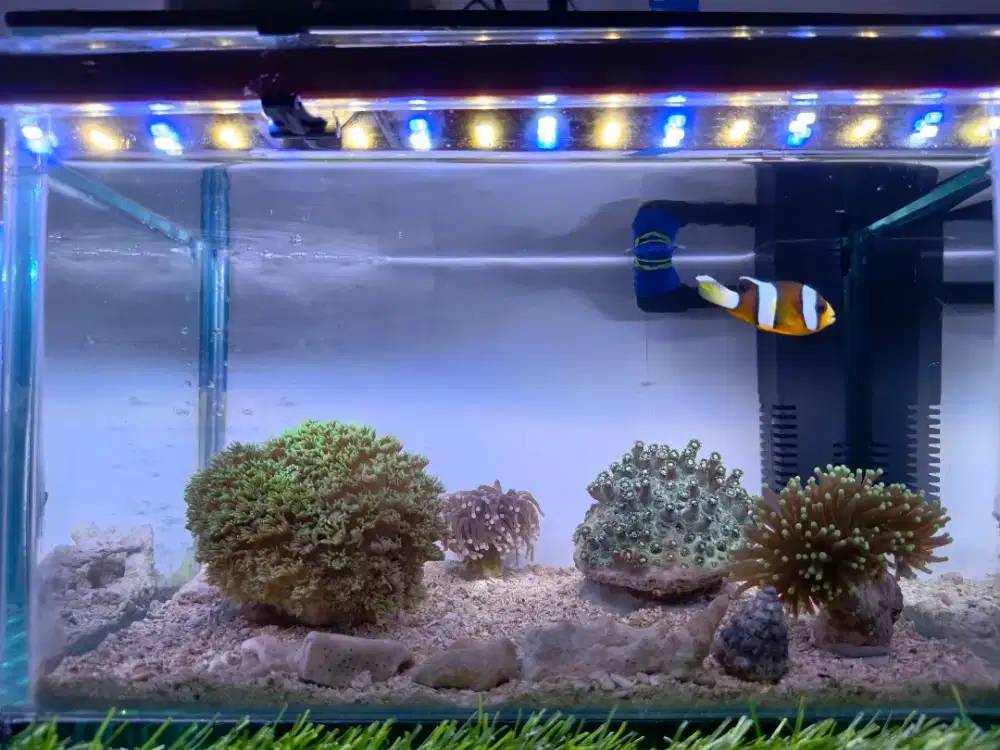 Nano reef tank 29cm