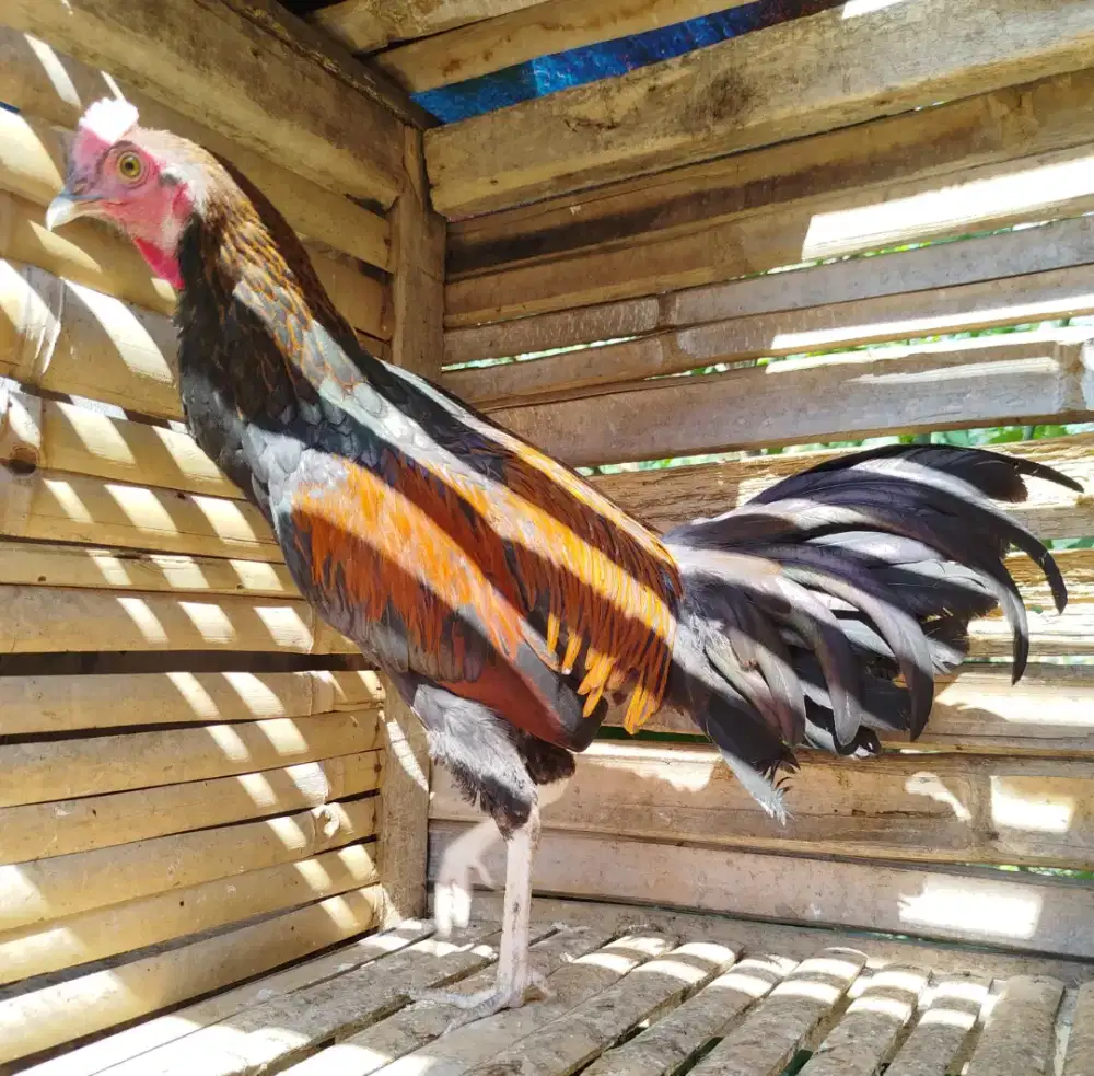 Jual ayam bekisar wiring kuning emas 7 bulan up belajaran kokok bagus