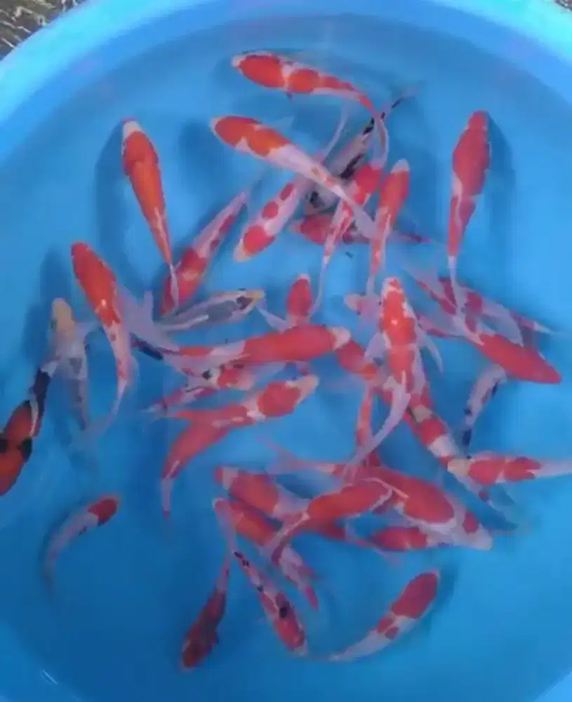 Ikan koi size 15cm