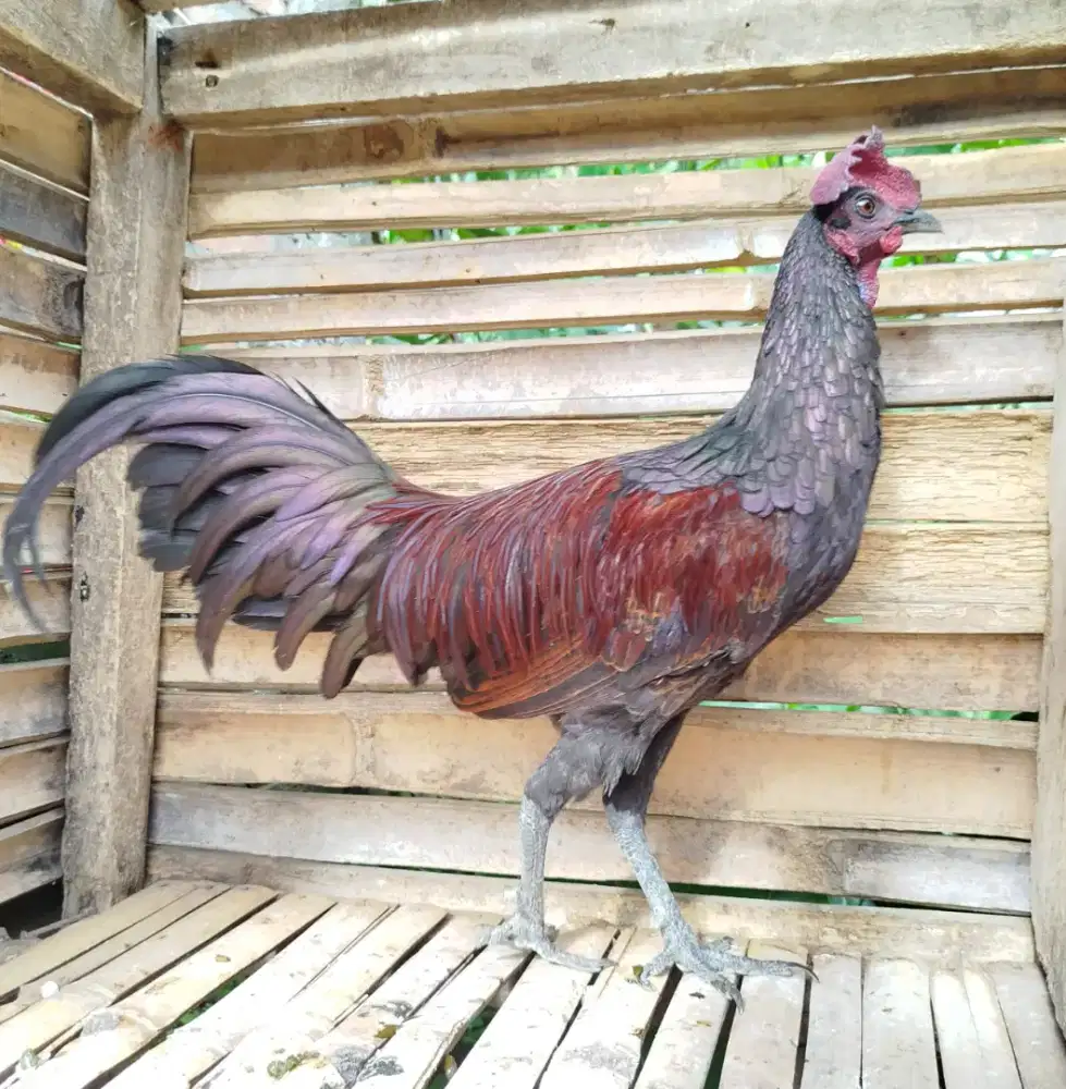 Jual ayam bekisar cemani waris merah 8 bulan rajin kokok suara bagus