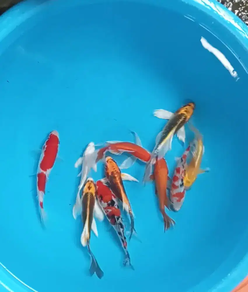 Ikan koi size 15cm
