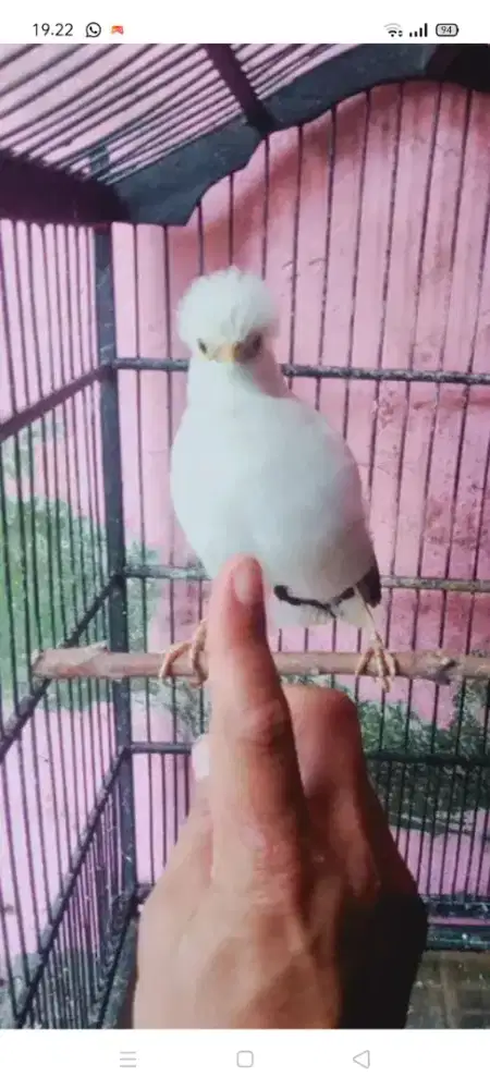 Jual burung jalak suren Jawa gacor garung