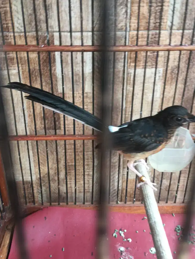 Murai jantan trotolan 30x18