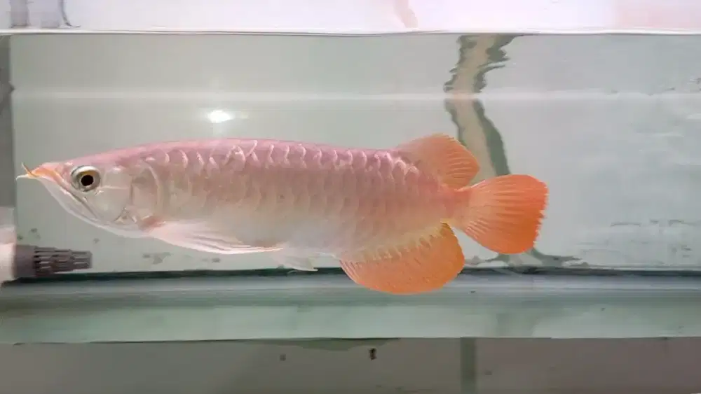 Arwana super red 31cm