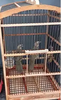 CUCAK ROWO / CUCAK RAWA / CR MANDIRIAN SATU SARANG